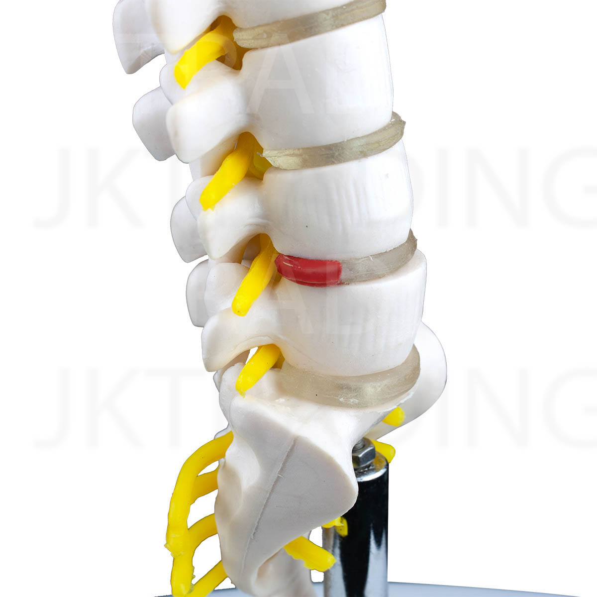Mini Lumbar Spine Model with Sacrum for medical and anatomy education