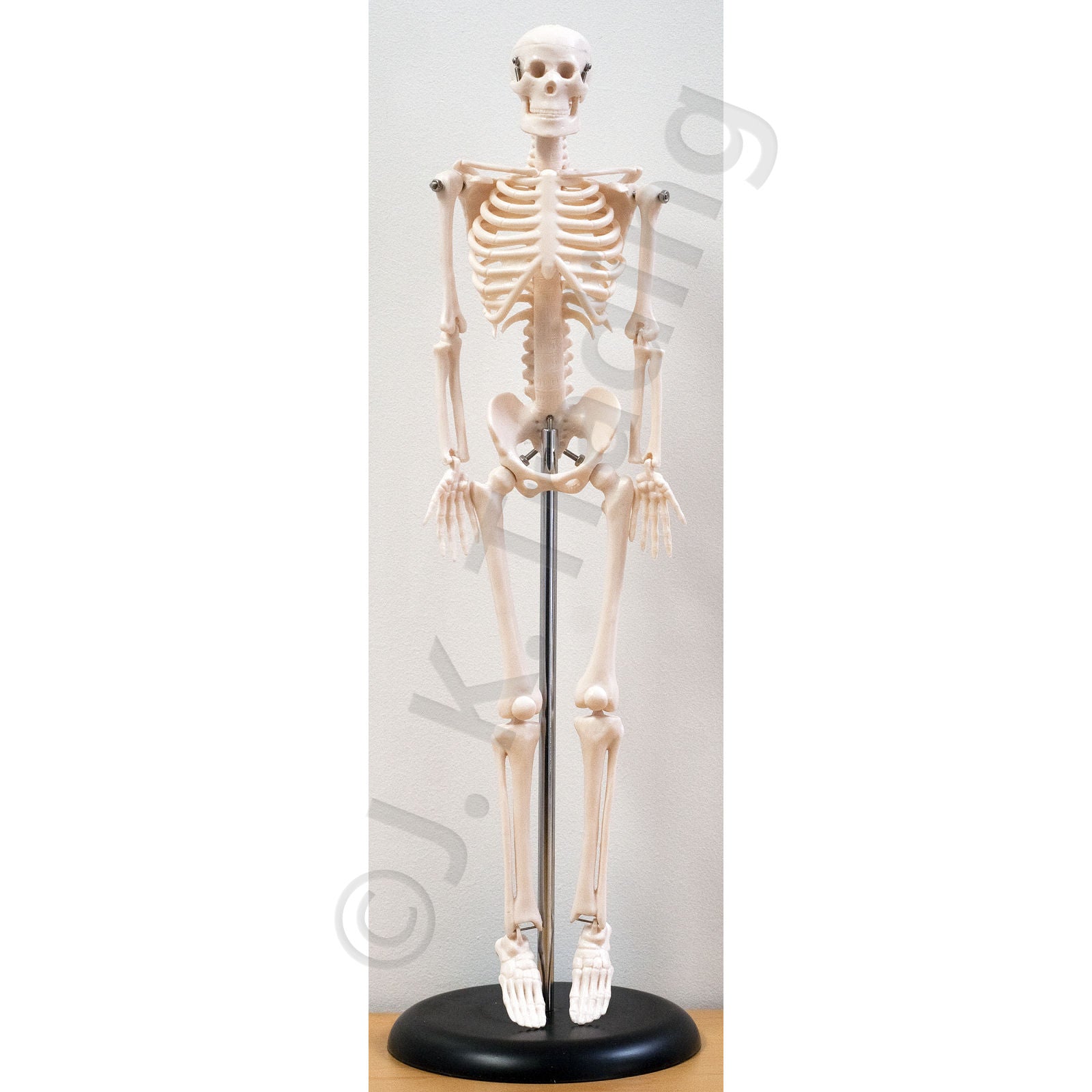 45cm Desktop Human Skeleton Model for medical and anatomy education