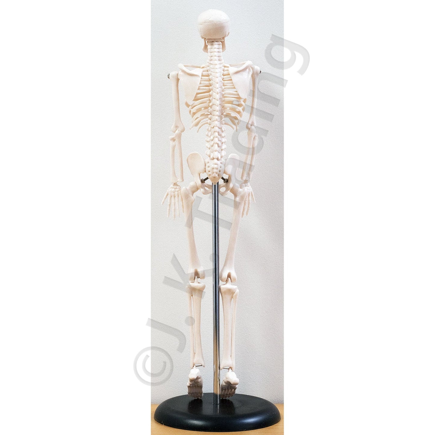 45cm Desktop Human Skeleton Model for medical and anatomy education