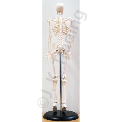 45cm Desktop Human Skeleton Model for medical and anatomy education