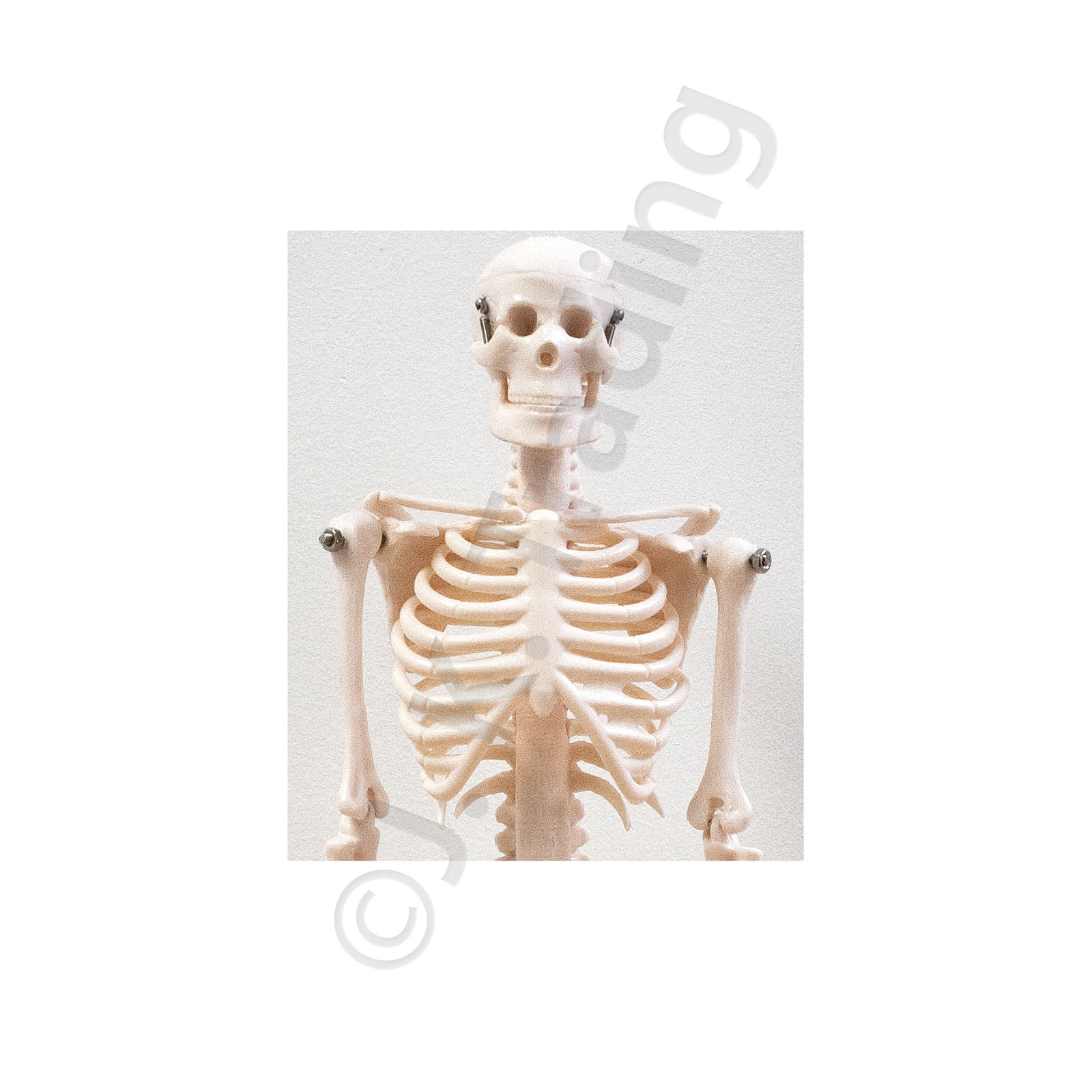 45cm Desktop Human Skeleton Model for medical and anatomy education