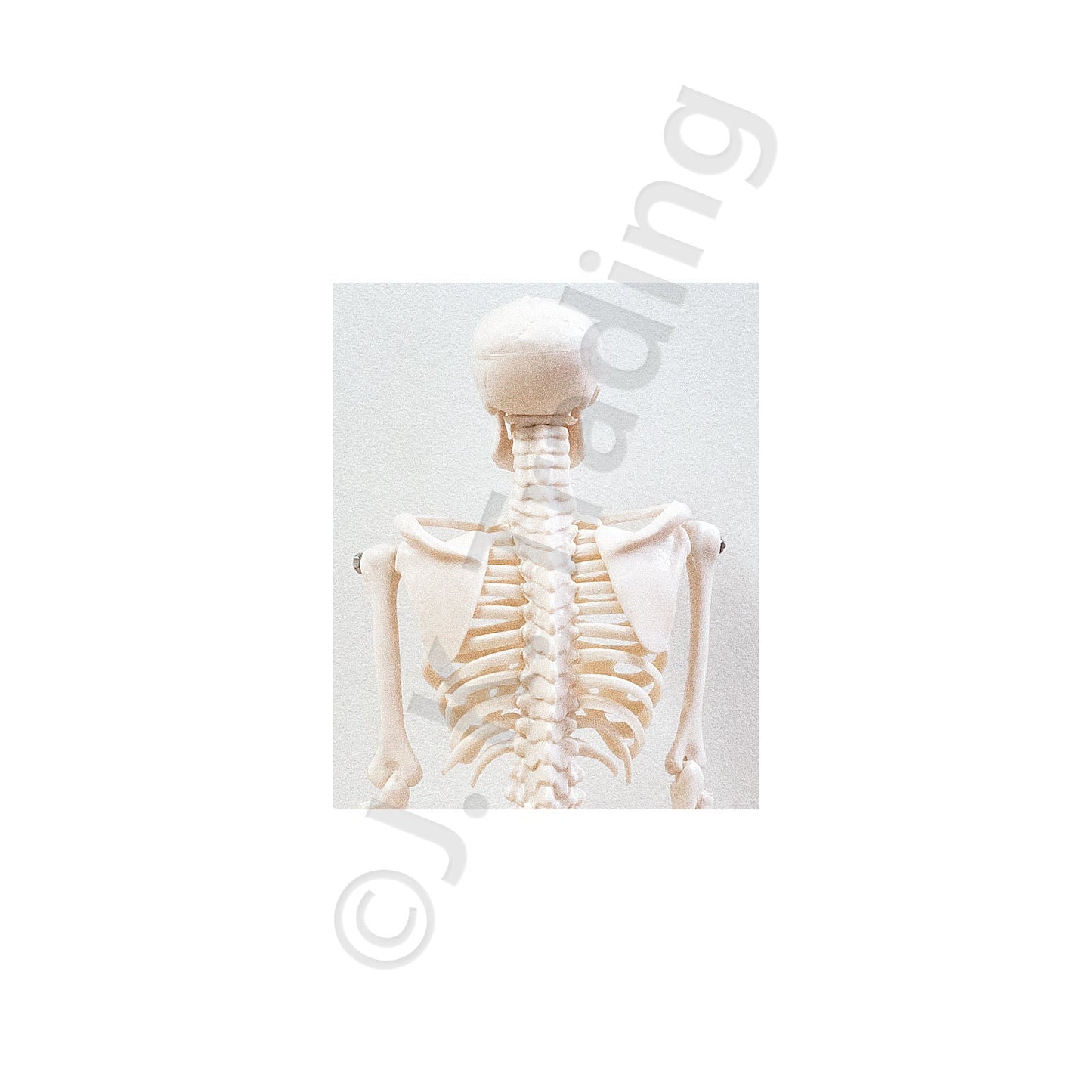 45cm Desktop Human Skeleton Model for medical and anatomy education