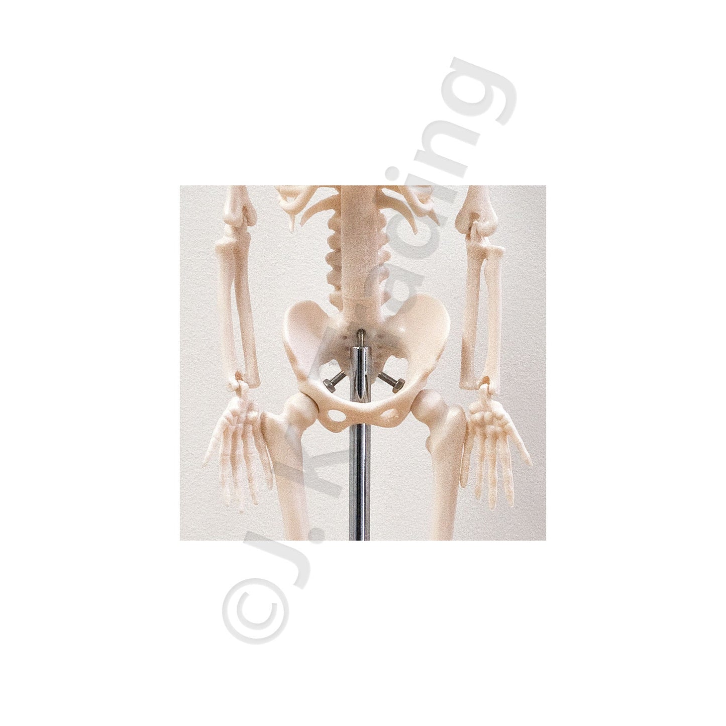 45cm Desktop Human Skeleton Model for medical and anatomy education