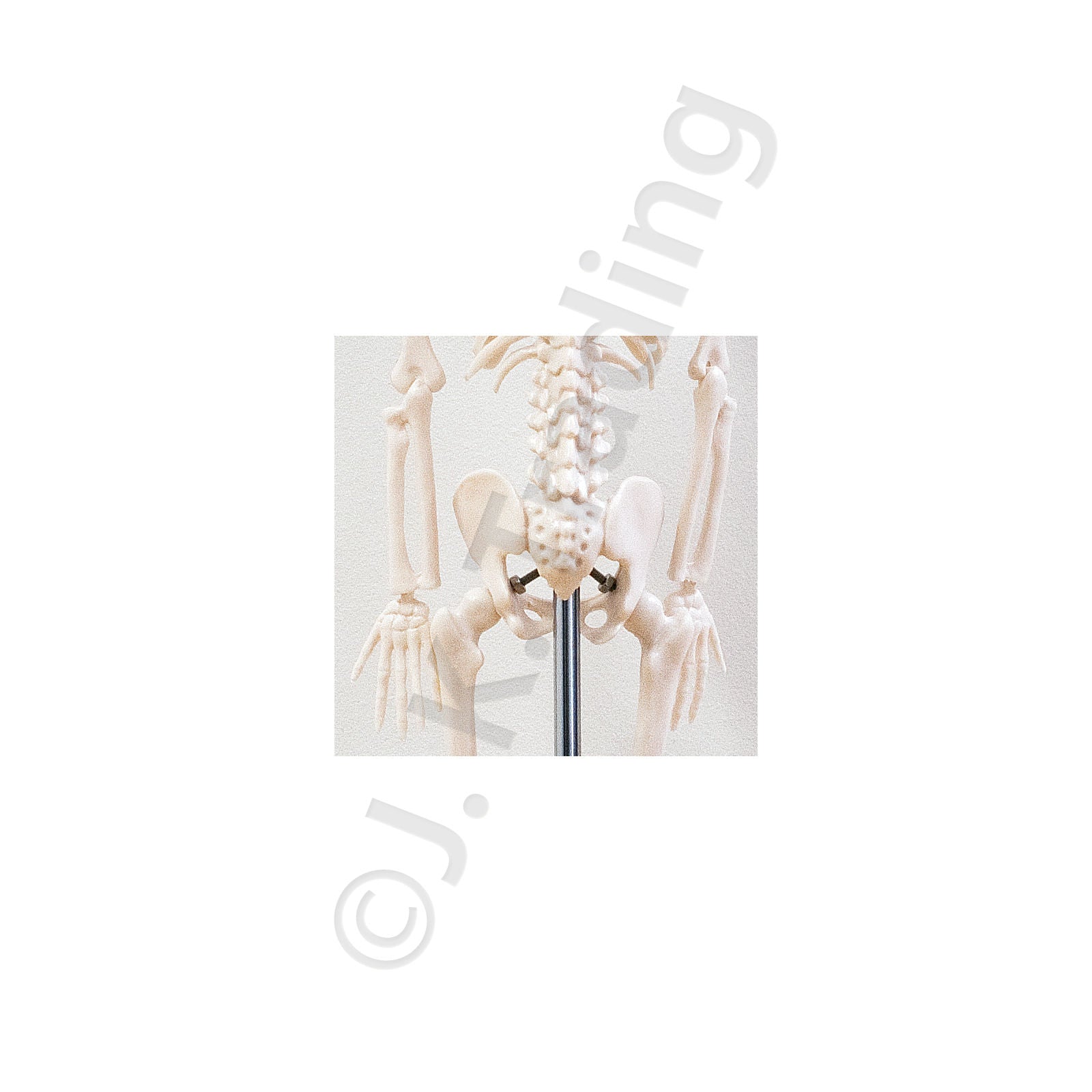 45cm Desktop Human Skeleton Model for medical and anatomy education
