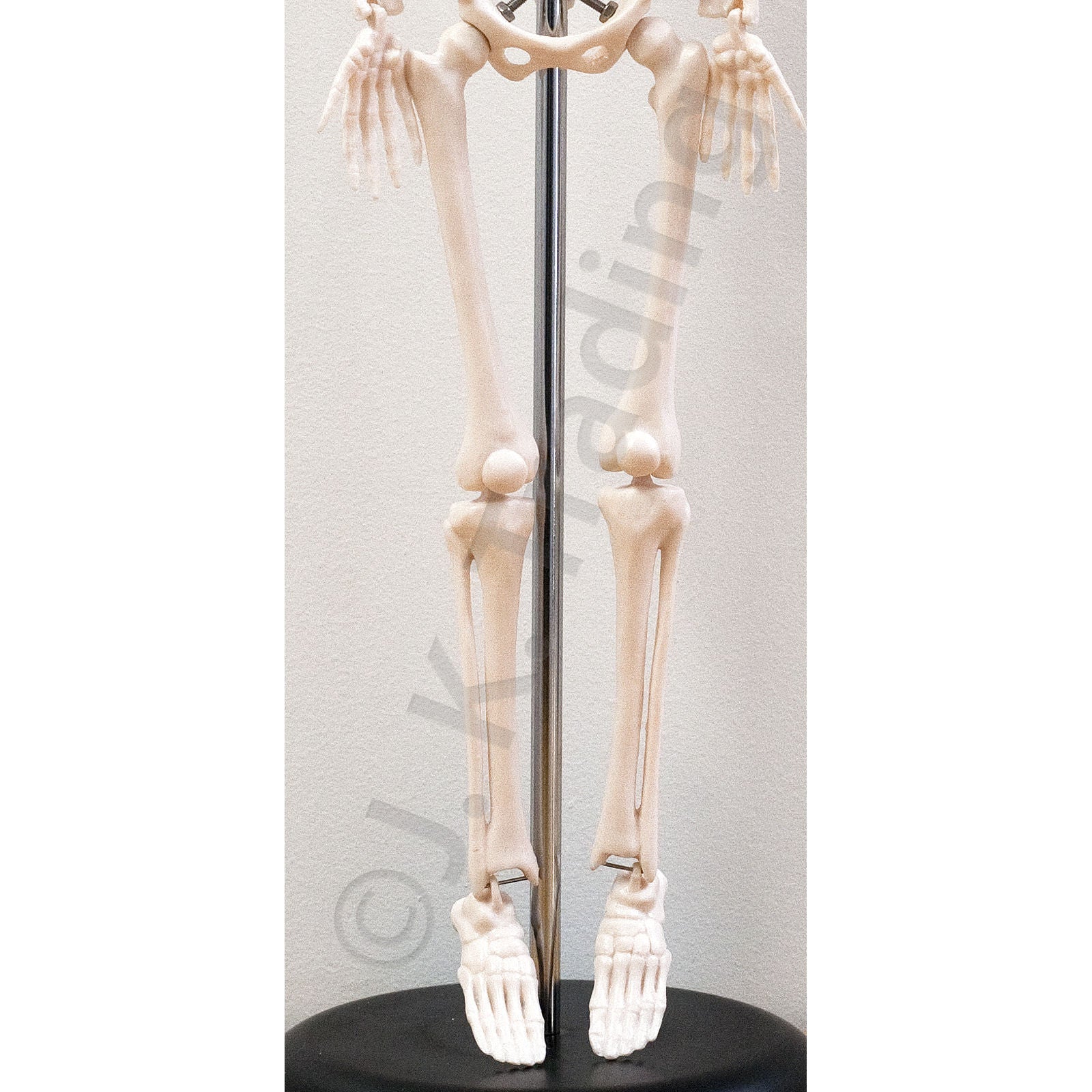 45cm Desktop Human Skeleton Model for medical and anatomy education