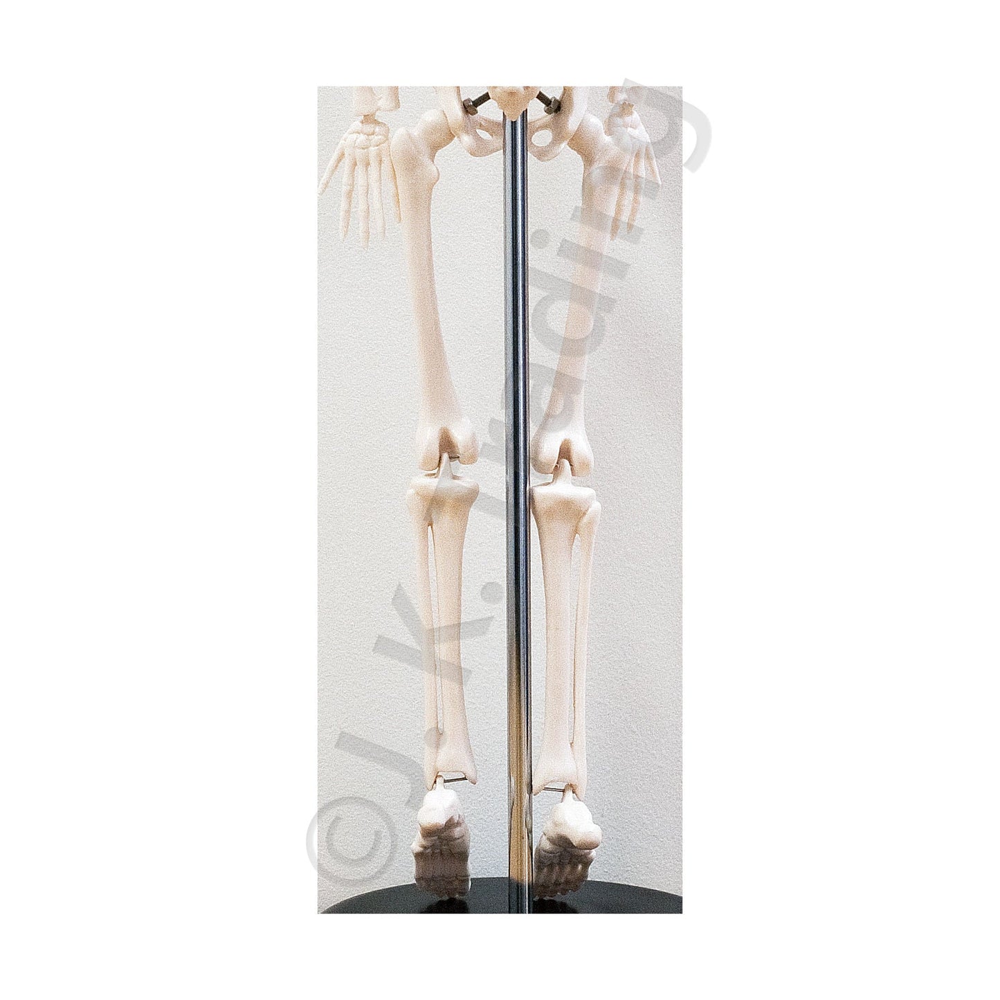 45cm Desktop Human Skeleton Model for medical and anatomy education