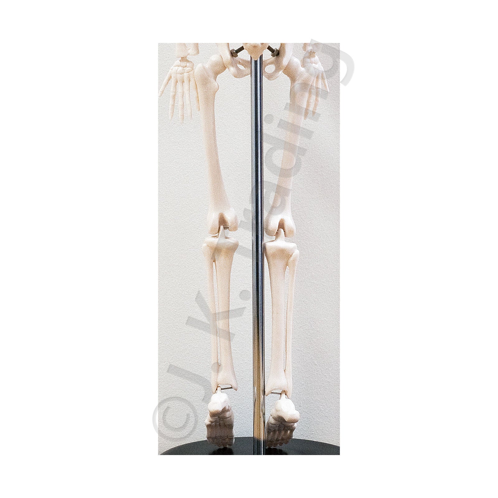 45cm Desktop Human Skeleton Model for medical and anatomy education