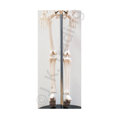 45cm Desktop Human Skeleton Model for medical and anatomy education