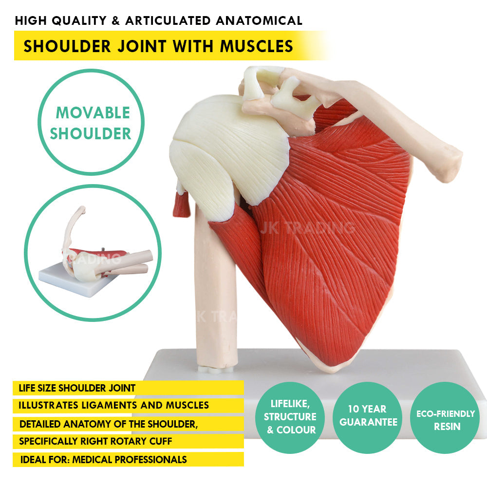 Muscled Shoulder Joint Model for medical and anatomy education