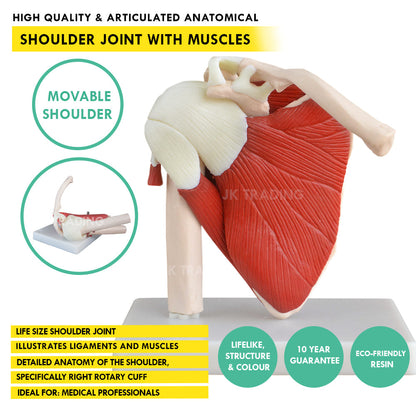 Muscled Shoulder Joint Model for medical and anatomy education