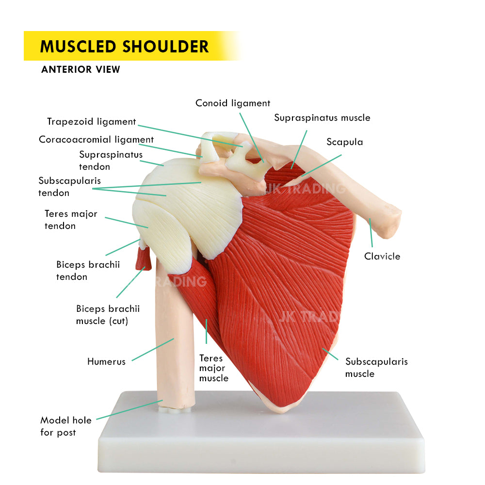 Muscled Shoulder Joint Model for medical and anatomy education