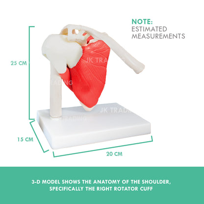 Muscled Shoulder Joint Model for medical and anatomy education
