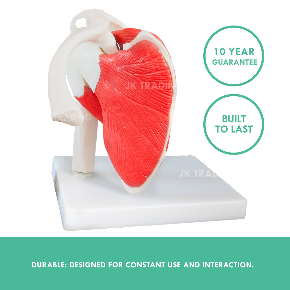 Muscled Shoulder Joint Model for medical and anatomy education