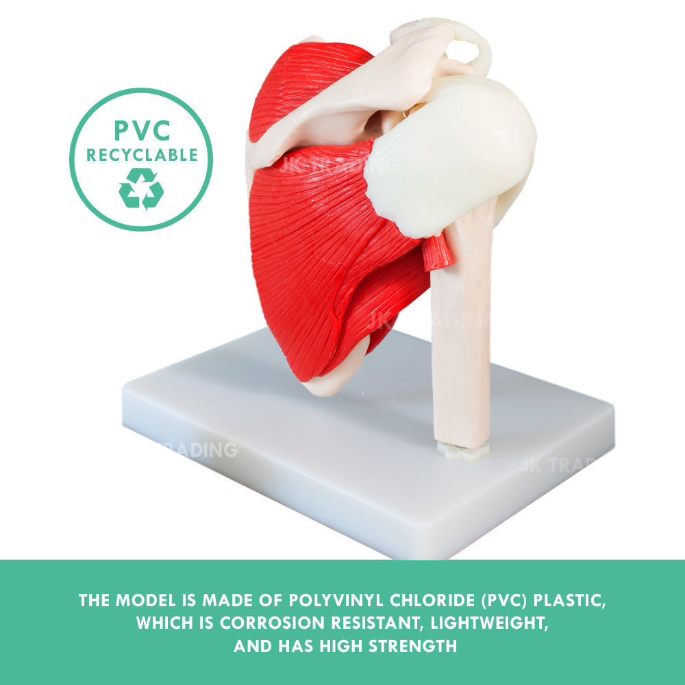 Muscled Shoulder Joint Model for medical and anatomy education