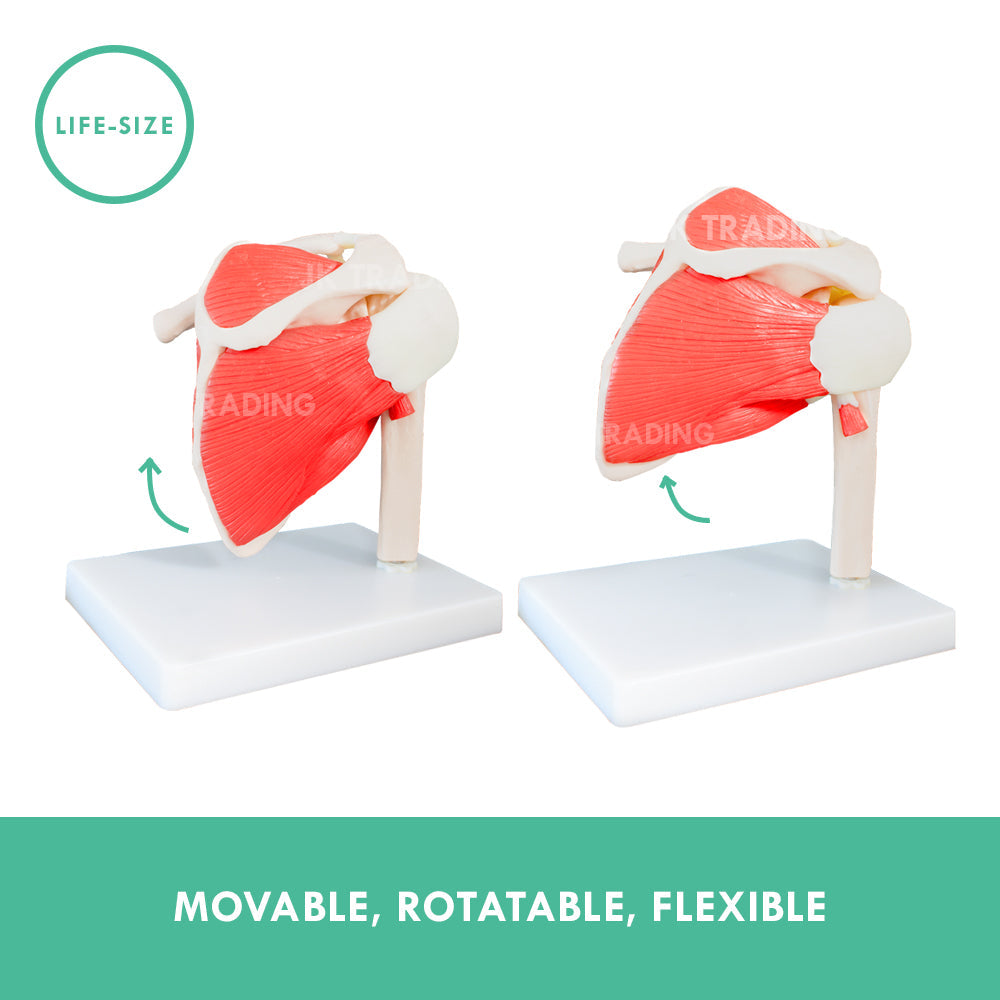 Muscled Shoulder Joint Model for medical and anatomy education