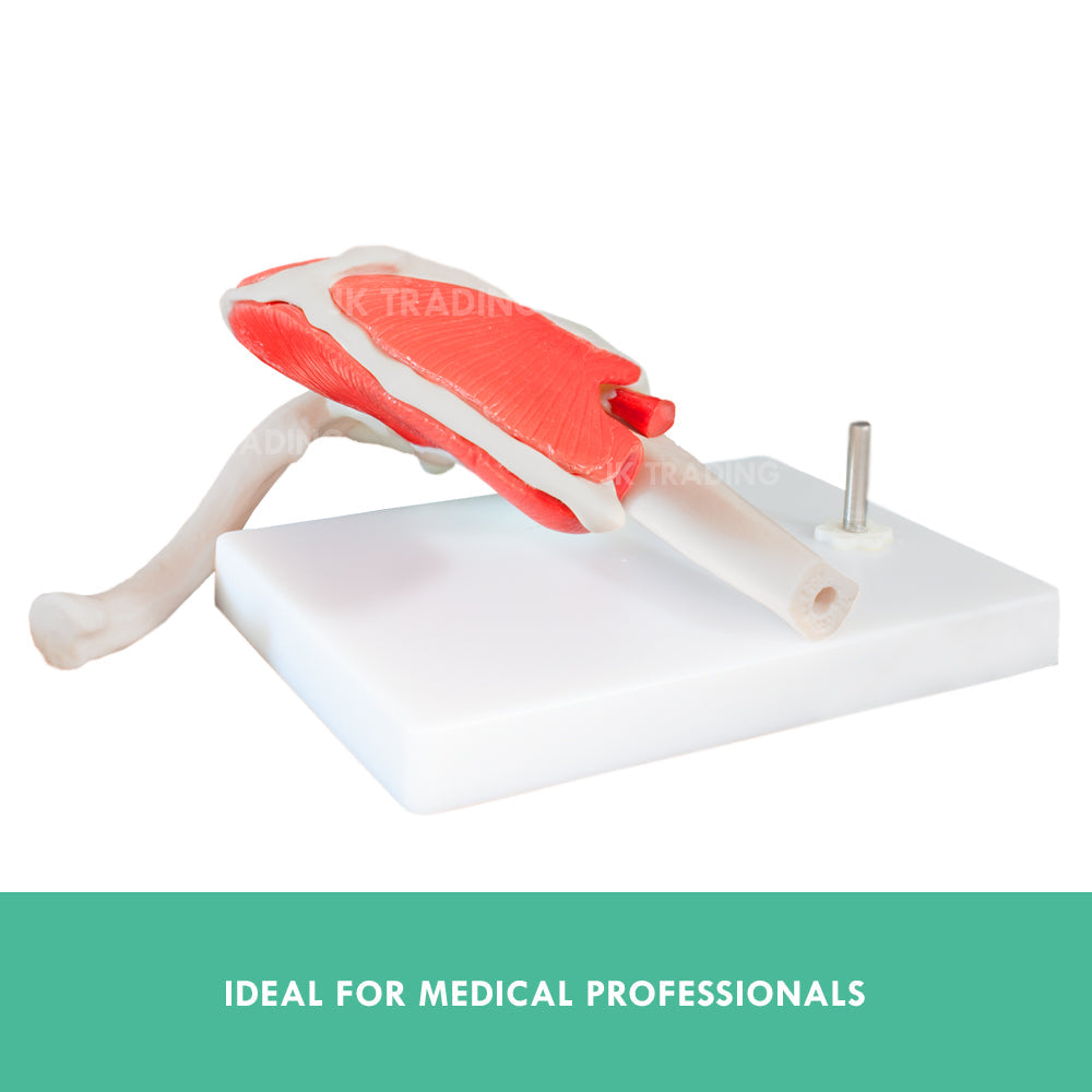 Muscled Shoulder Joint Model for medical and anatomy education