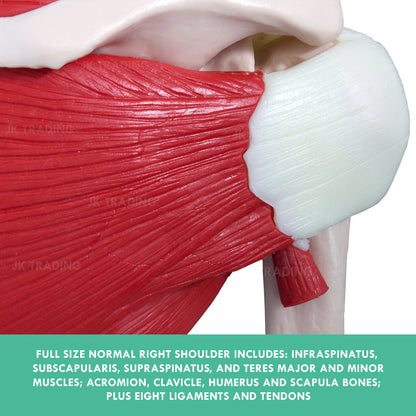 Muscled Shoulder Joint Model for medical and anatomy education