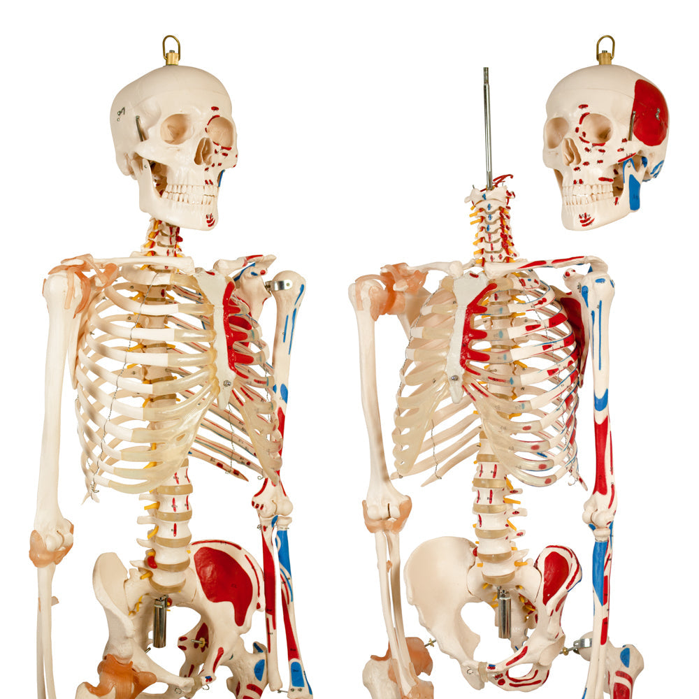180cm Painted Numbered Skeleton for medical and anatomy education