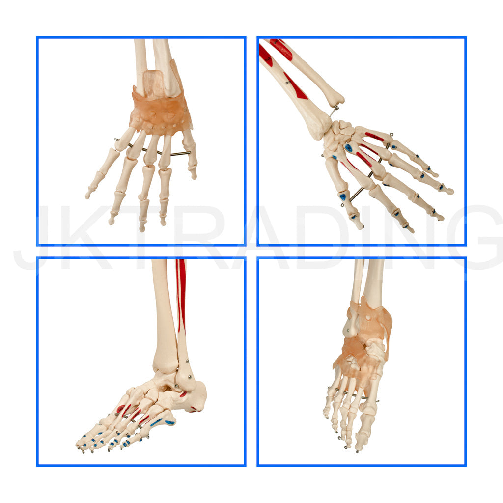 180cm Painted Numbered Skeleton for medical and anatomy education