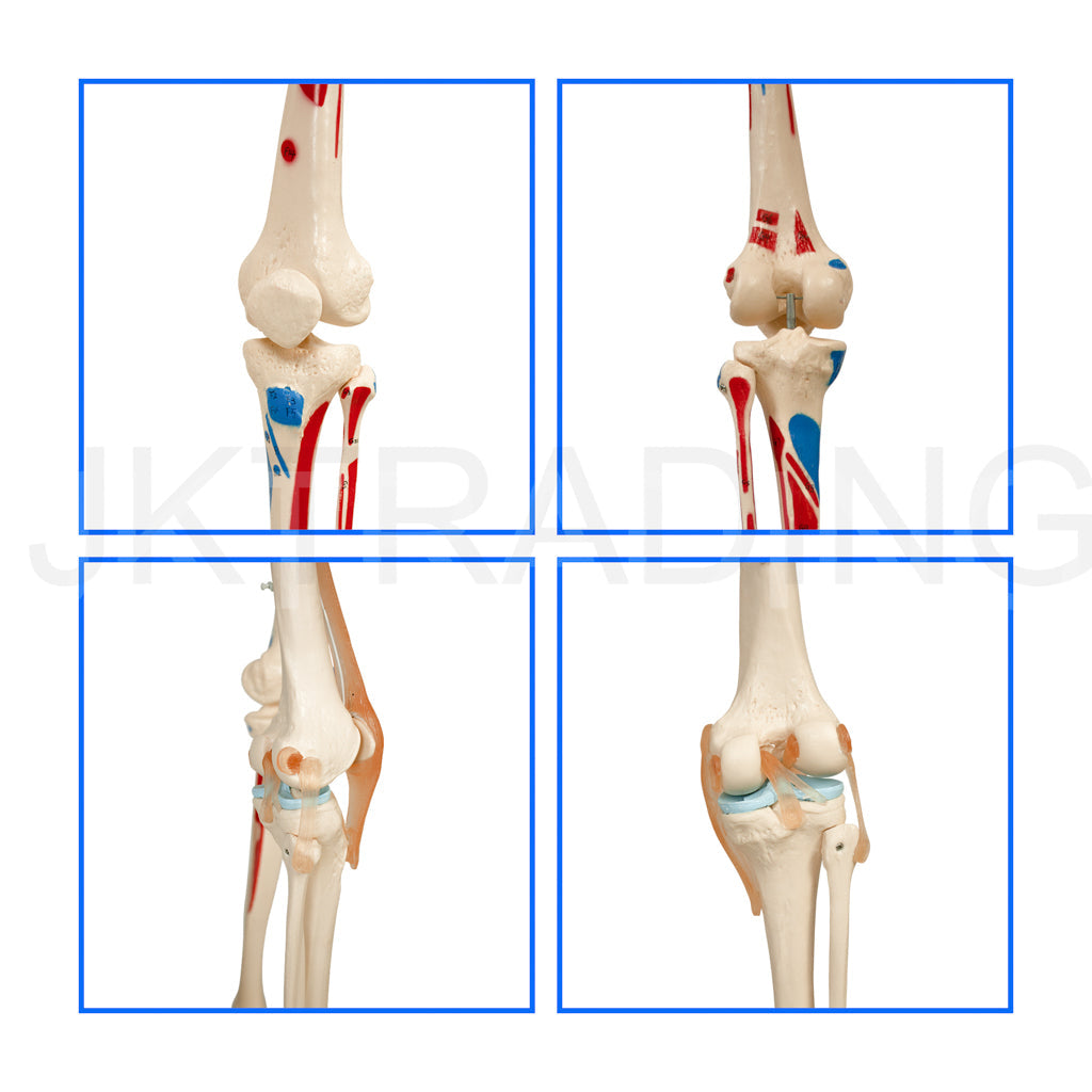 180cm Painted Numbered Skeleton for medical and anatomy education