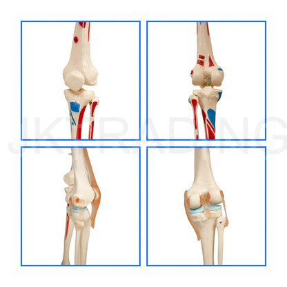 180cm Painted Numbered Skeleton for medical and anatomy education
