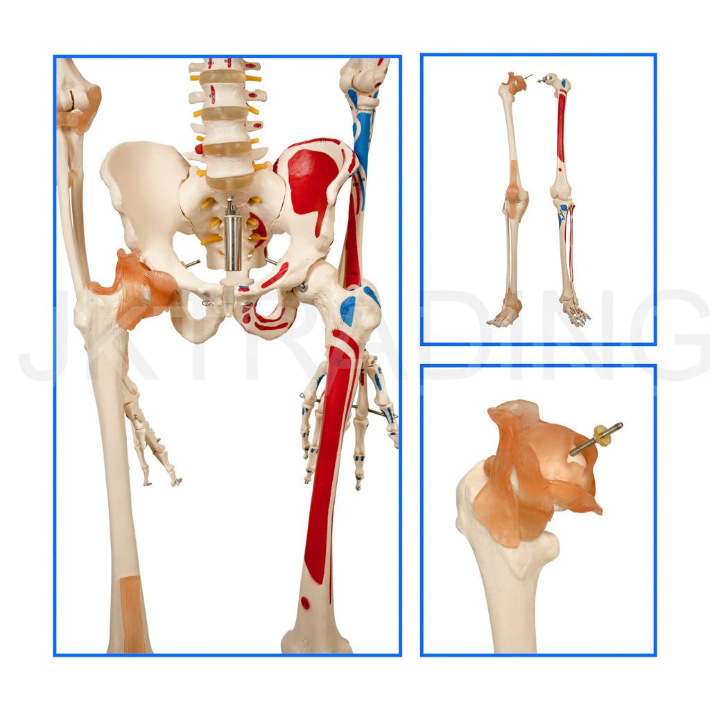 180cm Painted Numbered Skeleton for medical and anatomy education