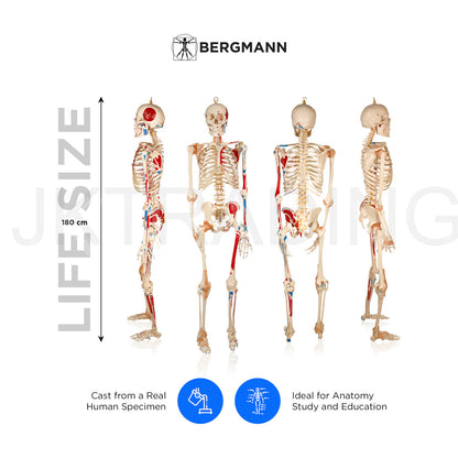 180cm Painted Numbered Skeleton for medical and anatomy education