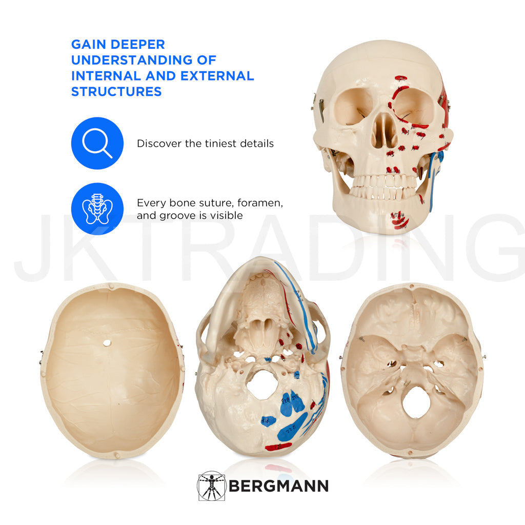 180cm Painted Numbered Skeleton for medical and anatomy education