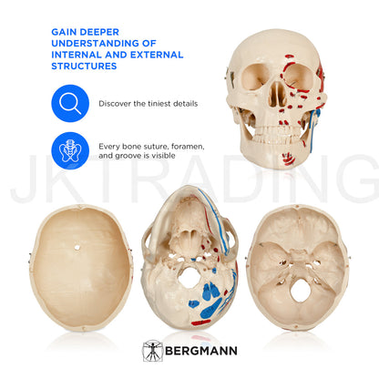 180cm Painted Numbered Skeleton for medical and anatomy education
