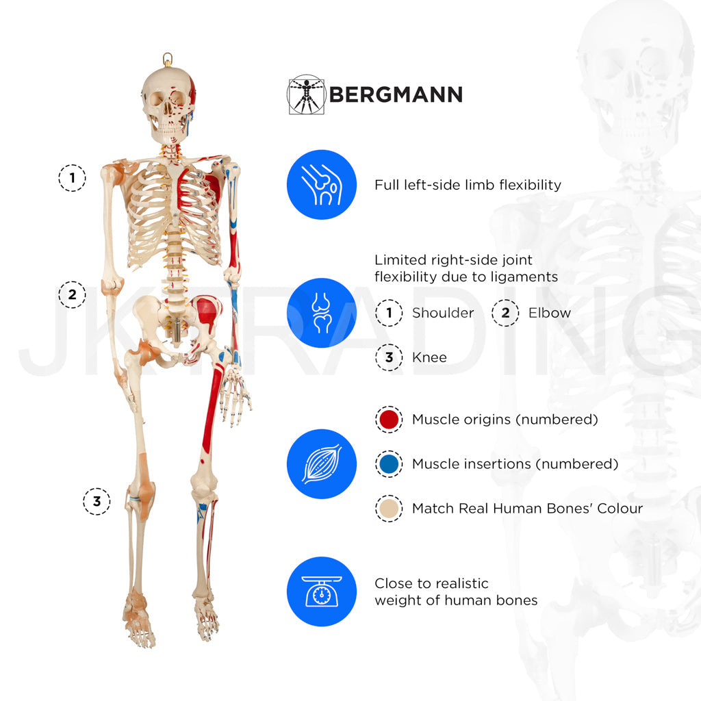 180cm Painted Numbered Skeleton for medical and anatomy education
