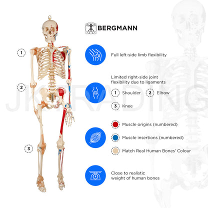180cm Painted Numbered Skeleton for medical and anatomy education
