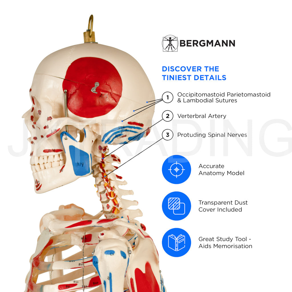 180cm Painted Numbered Skeleton for medical and anatomy education