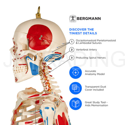 180cm Painted Numbered Skeleton for medical and anatomy education