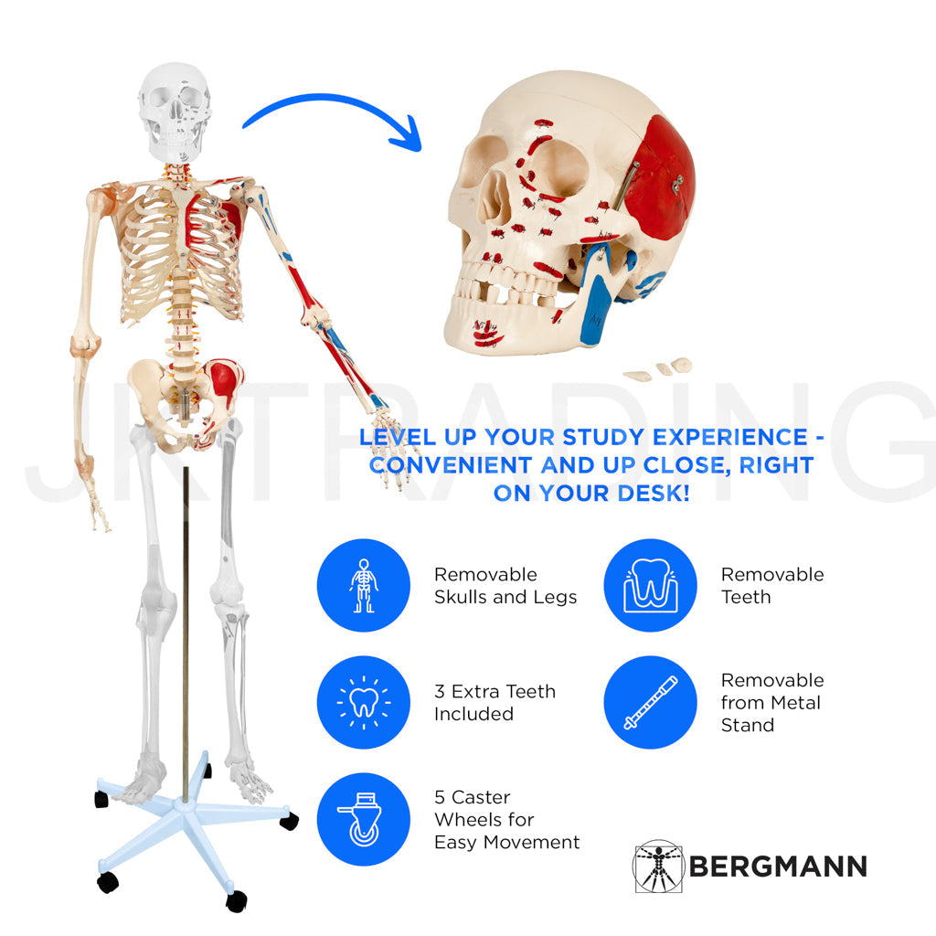 180cm Painted Numbered Skeleton for medical and anatomy education