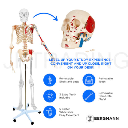 180cm Painted Numbered Skeleton for medical and anatomy education
