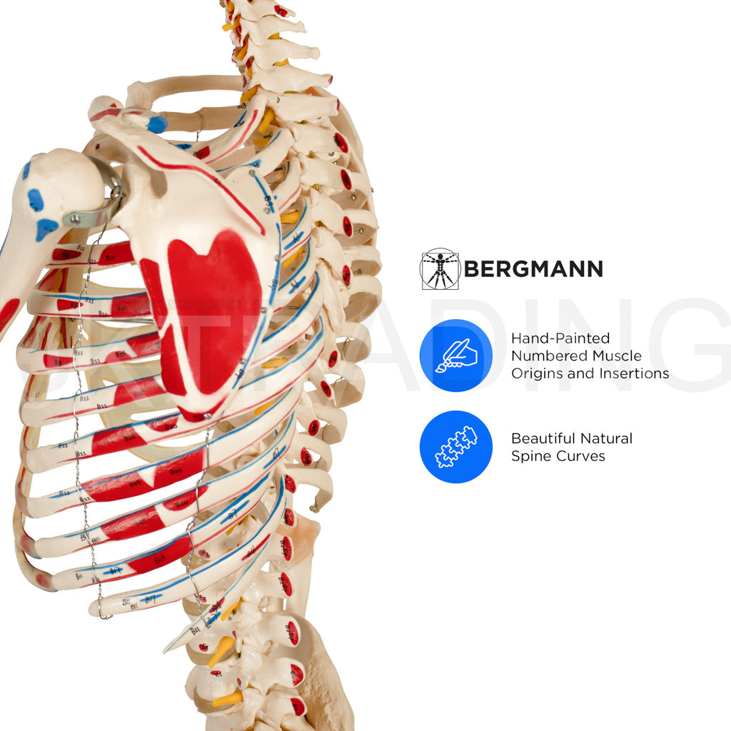 180cm Painted Numbered Skeleton for medical and anatomy education