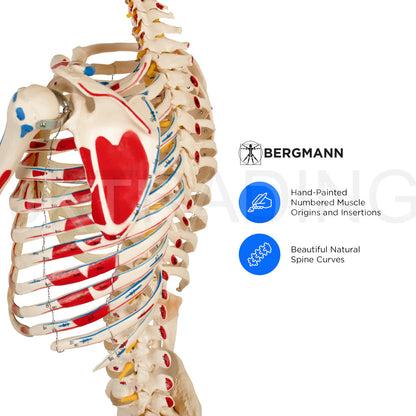 180cm Painted Numbered Skeleton for medical and anatomy education
