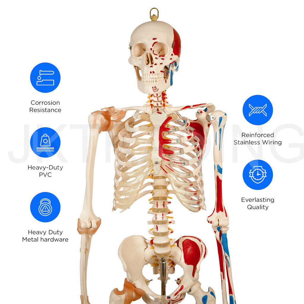 180cm Painted Numbered Skeleton for medical and anatomy education