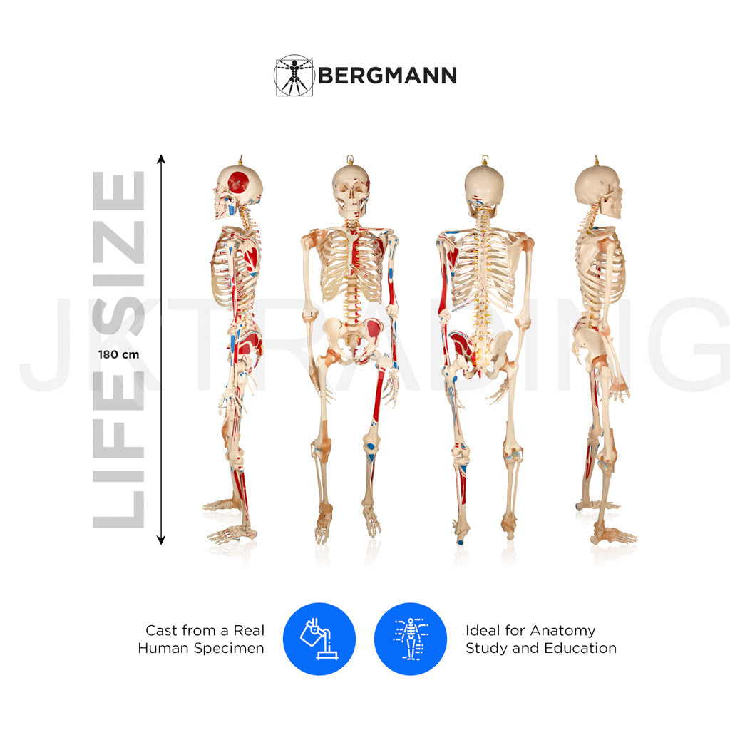 180cm Life-Size Skeleton with Muscles & Ligaments for medical and anatomy education
