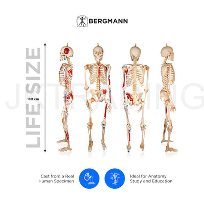180cm Life-Size Skeleton with Muscles & Ligaments for medical and anatomy education