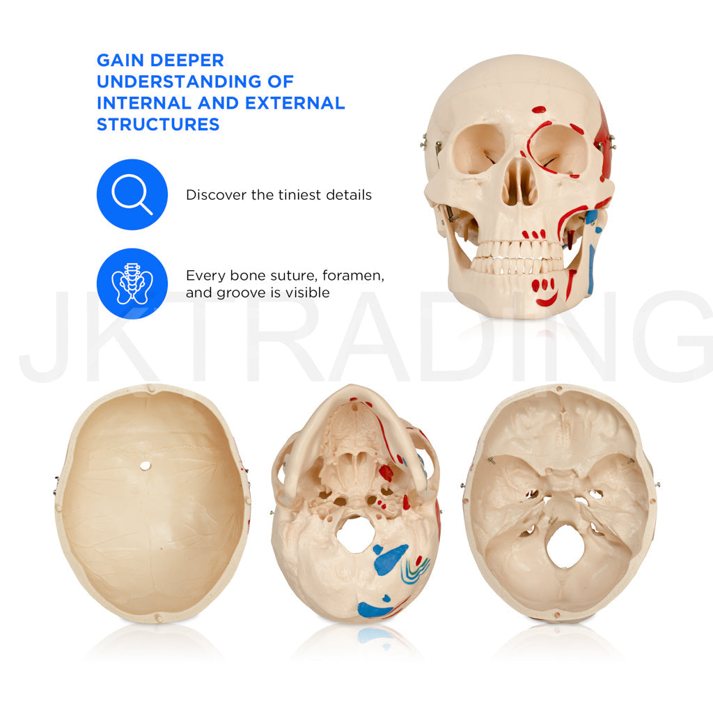 180cm Life-Size Skeleton with Muscles & Ligaments for medical and anatomy education
