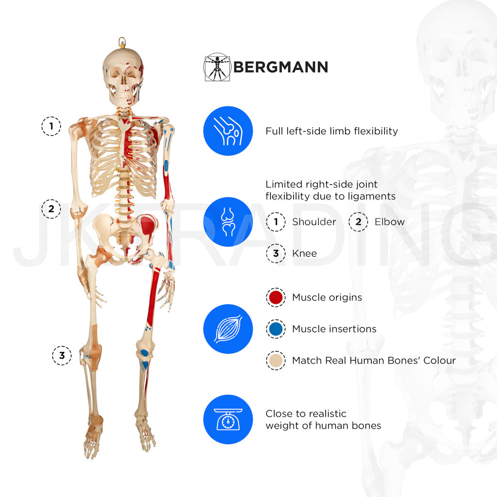 180cm Life-Size Skeleton with Muscles & Ligaments for medical and anatomy education