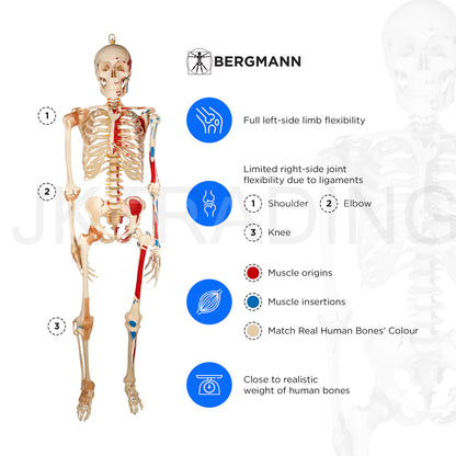 180cm Life-Size Skeleton with Muscles & Ligaments for medical and anatomy education