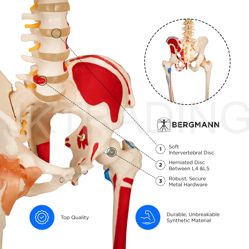 180cm Life-Size Skeleton with Muscles & Ligaments for medical and anatomy education