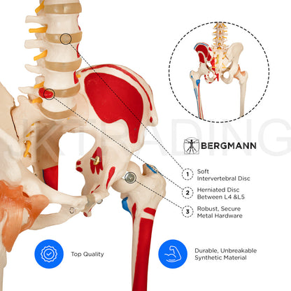 180cm Life-Size Skeleton with Muscles & Ligaments for medical and anatomy education