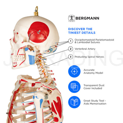 180cm Life-Size Skeleton with Muscles & Ligaments for medical and anatomy education