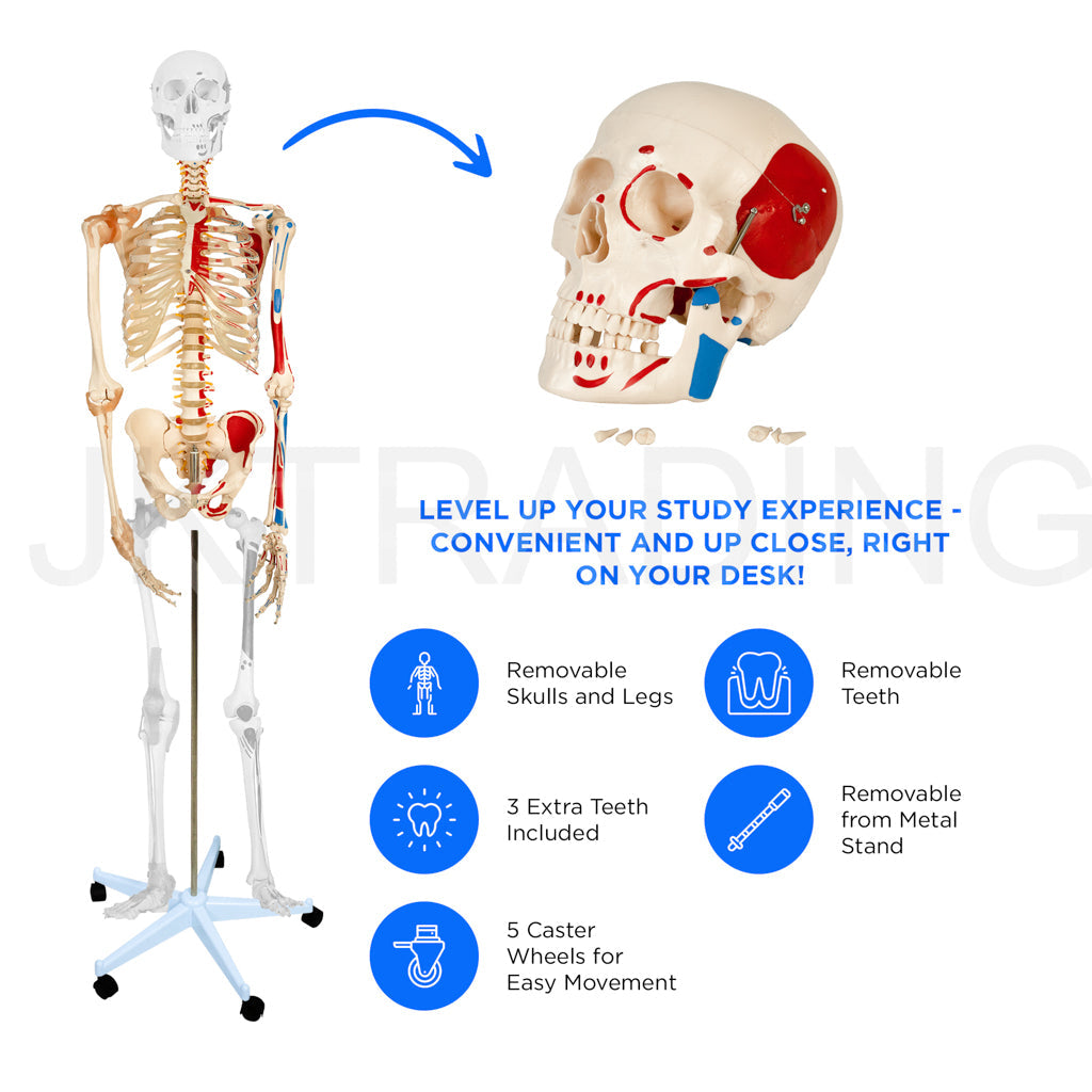 180cm Life-Size Skeleton with Muscles & Ligaments for medical and anatomy education