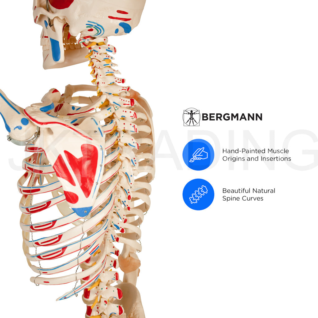 180cm Life-Size Skeleton with Muscles & Ligaments for medical and anatomy education