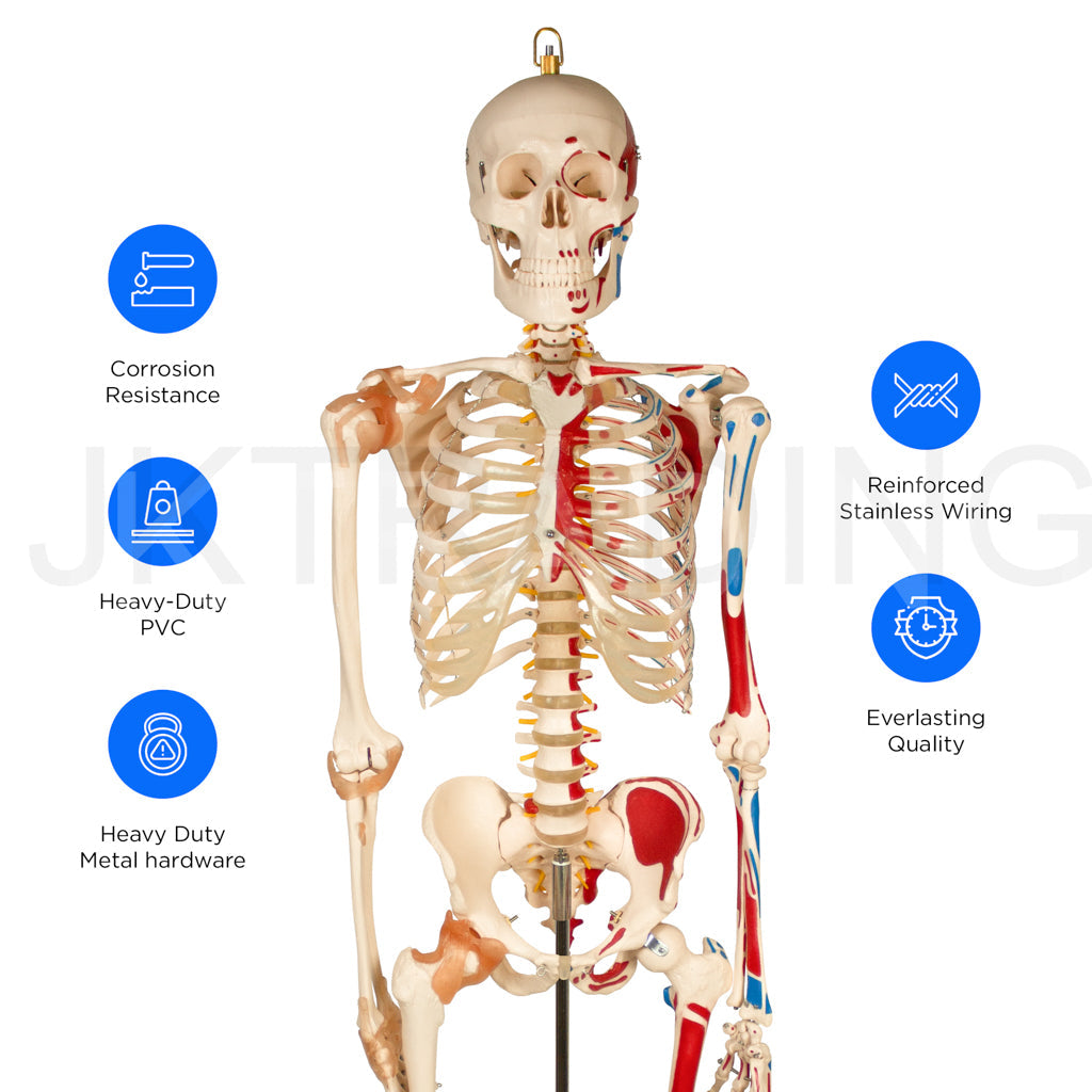 180cm Life-Size Skeleton with Muscles & Ligaments for medical and anatomy education