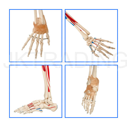 180cm Life-Size Skeleton with Muscles & Ligaments for medical and anatomy education